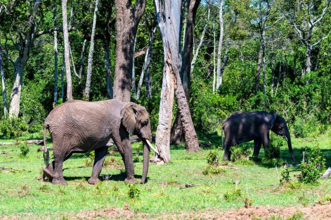 African elephants or Loxodonta cyclotis in nature