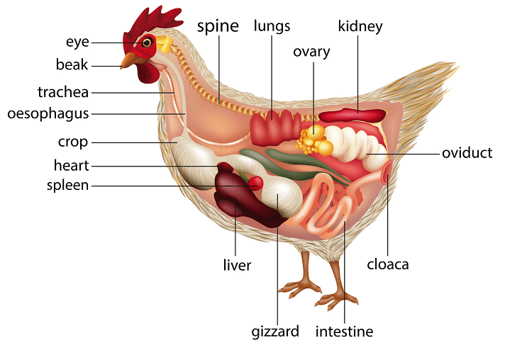 chicken-digestive-system