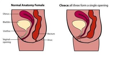 cloaca_fig-1